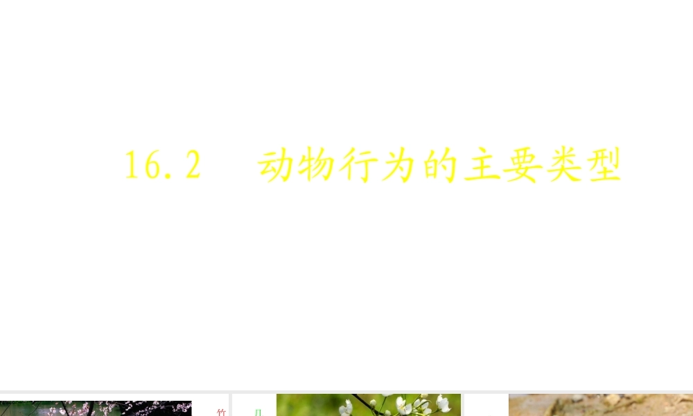 八年级生物上册 16.2《动物行为的主要类型》课件1 （新版）北师大版-（新版）北师大级上册生物课件