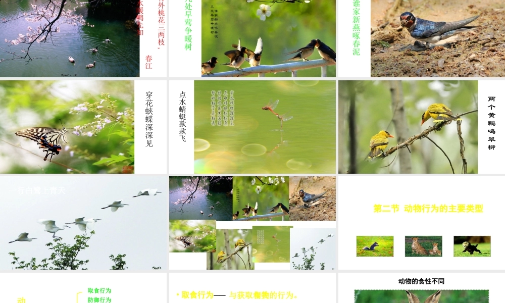 八年级生物上册 16.2《动物行为的主要类型》课件1 （新版）北师大版-（新版）北师大级上册生物课件