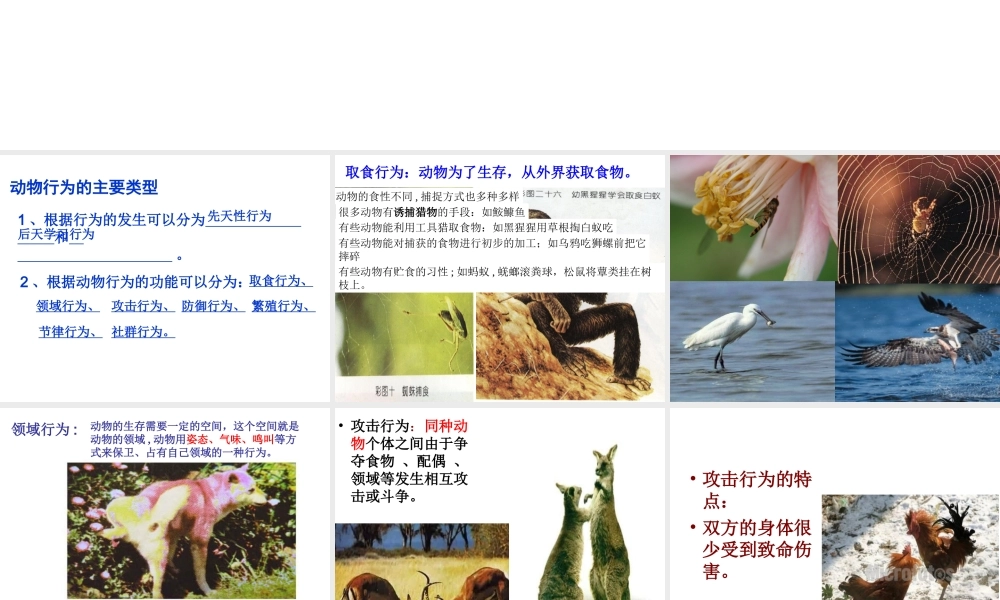 八年级生物上册 16.2《动物行为的主要类型》课件2 （新版）北师大版-（新版）北师大版初中八年级上册生物课件