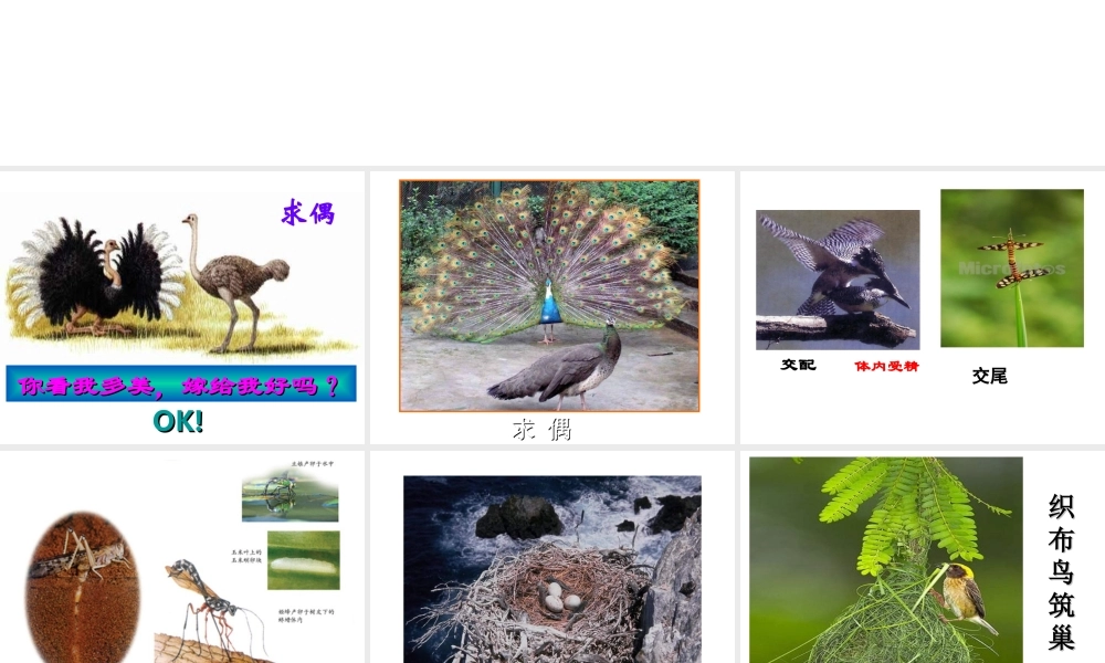 八年级生物 动物的生殖和发育课件 济南版