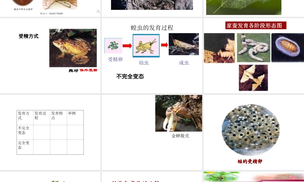 八年级生物 动物的生殖和发育课件 济南版