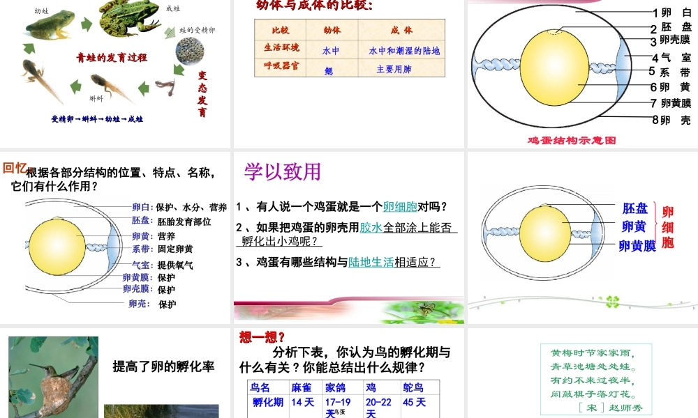 八年级生物 动物的生殖和发育课件 济南版