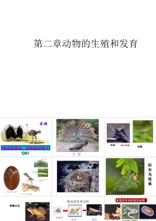 八年级生物 动物的生殖和发育课件 济南版