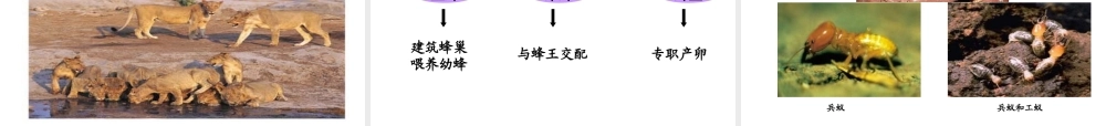 八年级生物上册 16.2《动物行为的主要类型》课件2 （新版）北师大版-（新版）北师大级上册生物课件