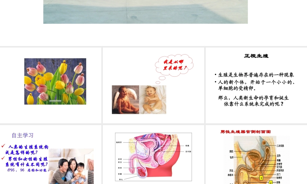 八年级生物 合作学习 共同发展课件 苏科版