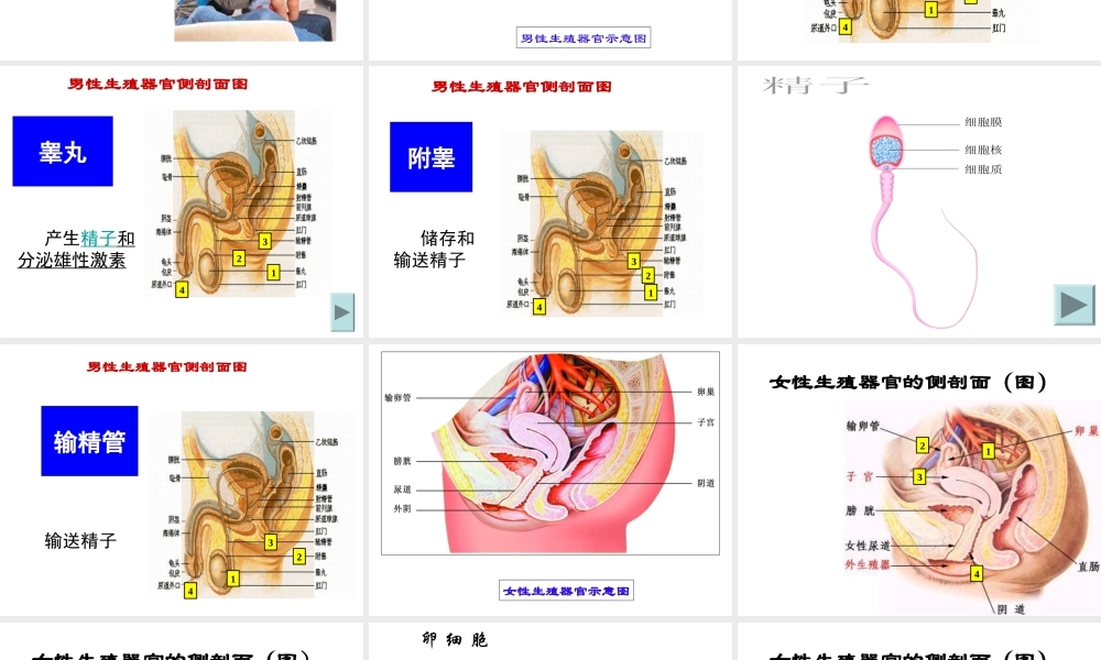 八年级生物 合作学习 共同发展课件 苏科版