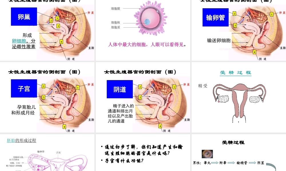 八年级生物 合作学习 共同发展课件 苏科版