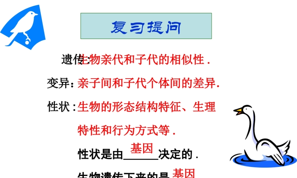 八年级生物 基因在亲子代间的传递课件 人教新课标版