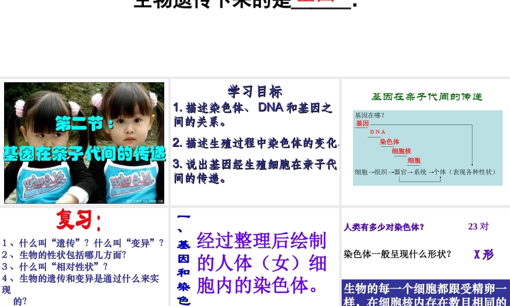 八年级生物 基因在亲子代间的传递课件 人教新课标版