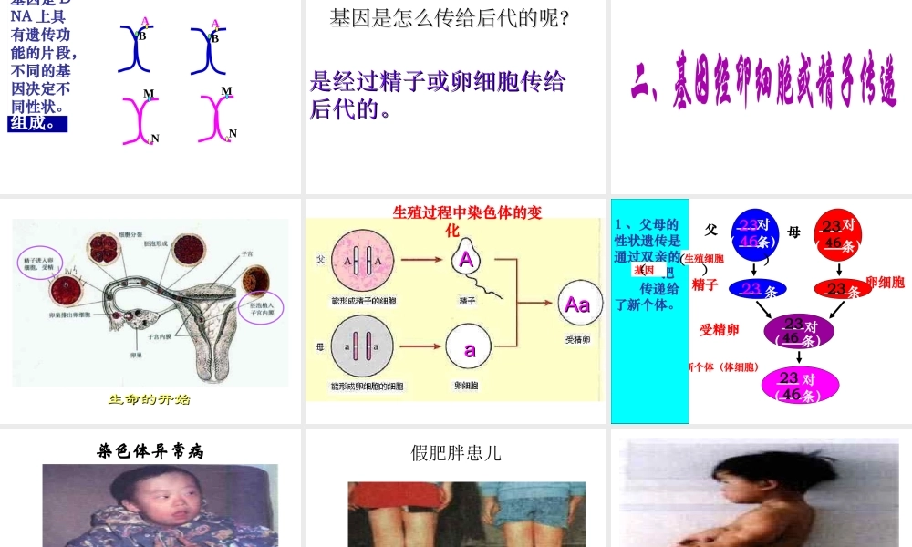 八年级生物 基因在亲子代间的传递课件 人教新课标版
