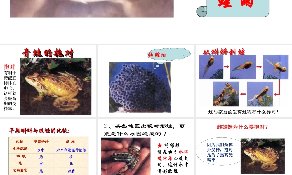 八年级生物 两栖动物的生殖和发育课件 济南版