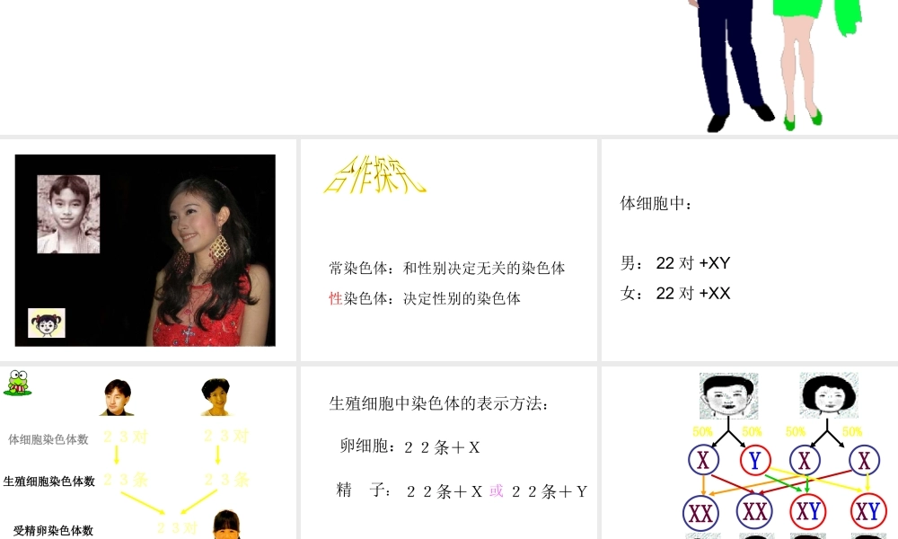 八年级生物 人类染色体与性别决定课件 济南版
