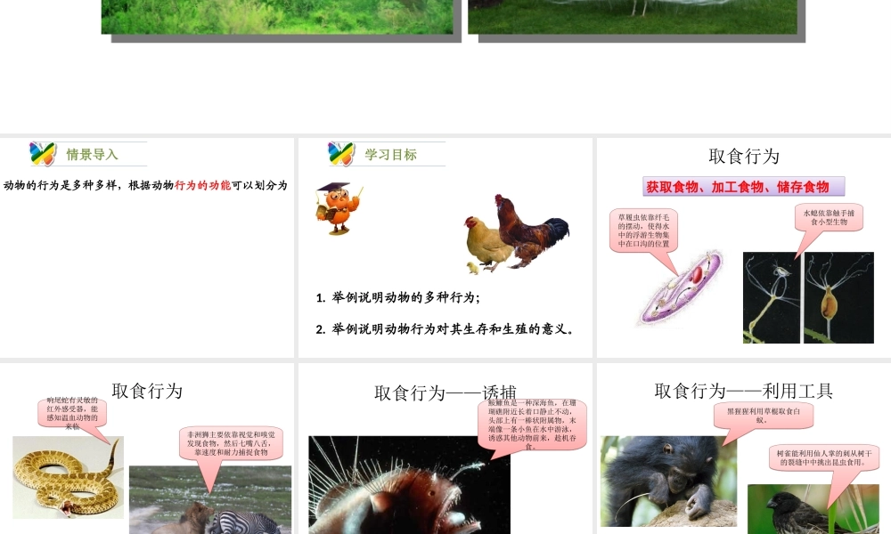 八年级生物上册 16.2《动物行为的主要类型》课件4 （新版）北师大版-（新版）北师大级上册生物课件