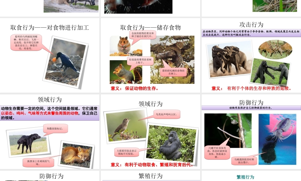 八年级生物上册 16.2《动物行为的主要类型》课件4 （新版）北师大版-（新版）北师大级上册生物课件