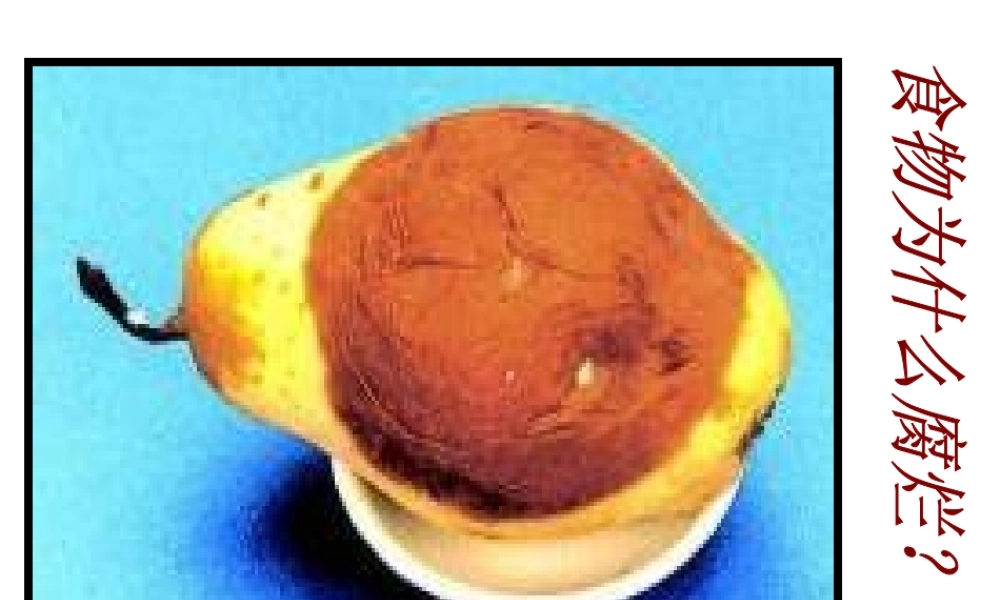 八年级生物 细菌课件 人教新课标版