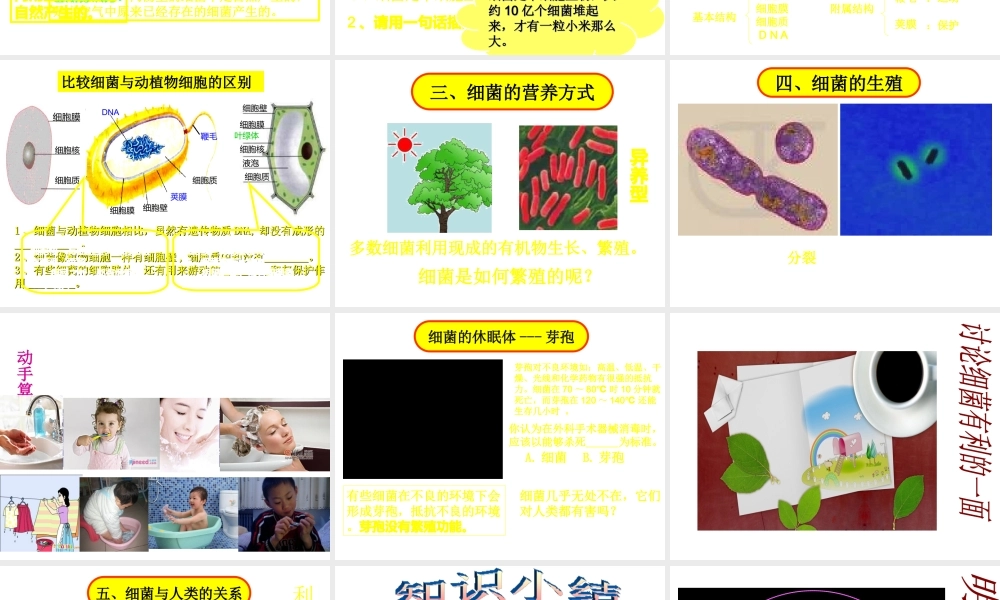 八年级生物 细菌课件 人教新课标版