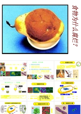 八年级生物 细菌课件 人教新课标版