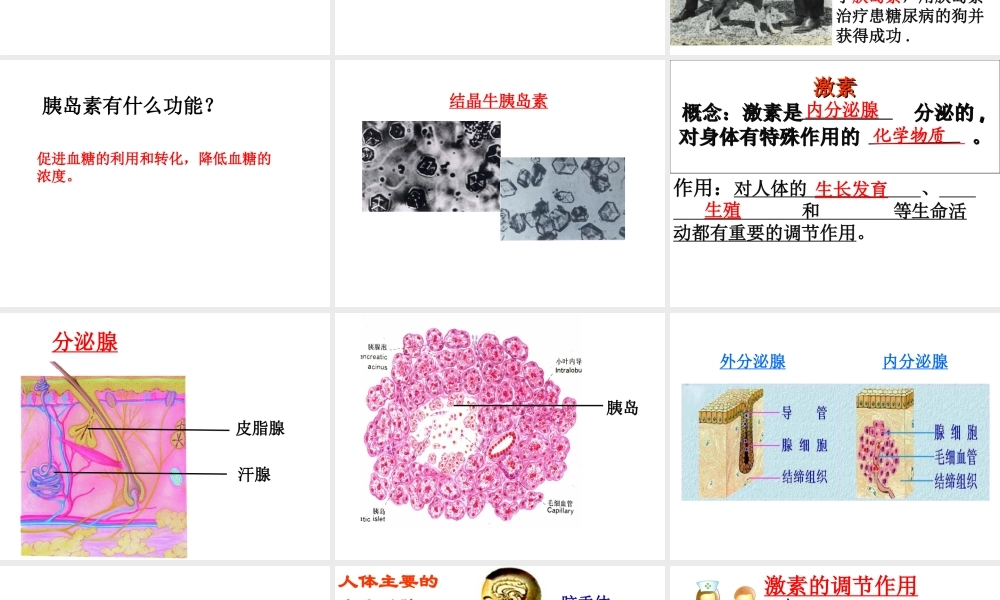 八年级生物上册 16.3 人体的激素调节教学课件 （新版）苏科版-（新版）苏科级上册生物课件