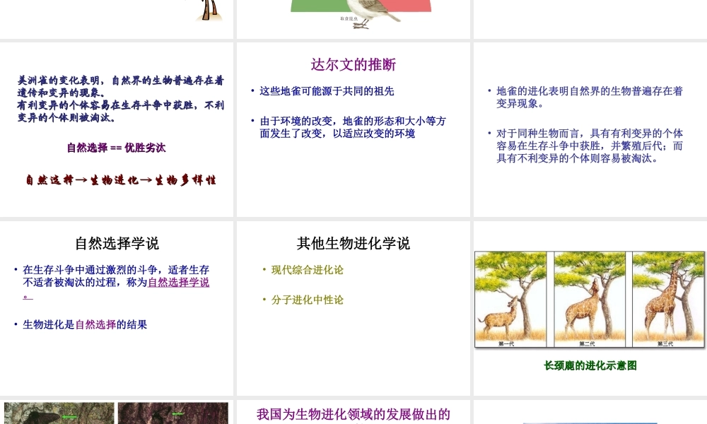 八年级生物上册 16.3 生物进化的学说课件 （新版）苏教版-（新版）苏教版初中八年级上册生物课件