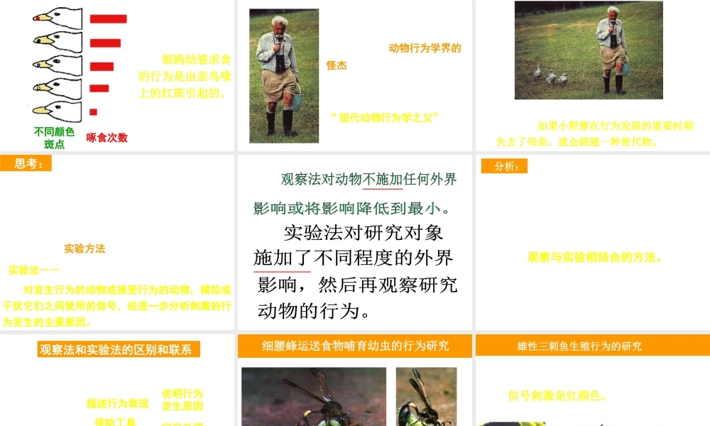 八年级生物上册 16.3《动物行为的研究》课件1 （新版）北师大版-（新版）北师大版初中八年级上册生物课件