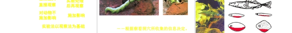 八年级生物上册 16.3《动物行为的研究》课件1 （新版）北师大版-（新版）北师大版初中八年级上册生物课件