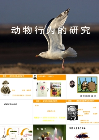 八年级生物上册 16.3《动物行为的研究》课件1 （新版）北师大版-（新版）北师大版初中八年级上册生物课件