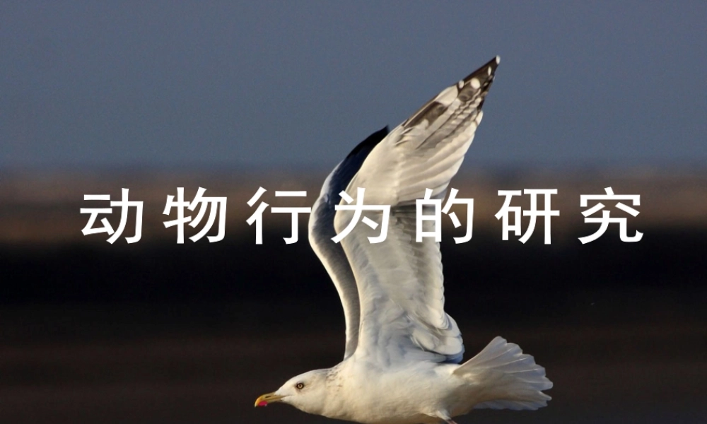 八年级生物上册 16.3《动物行为的研究》课件1 （新版）北师大版-（新版）北师大级上册生物课件