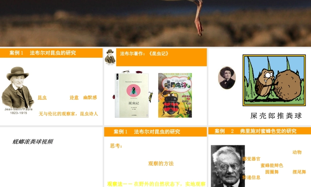 八年级生物上册 16.3《动物行为的研究》课件1 （新版）北师大版-（新版）北师大级上册生物课件