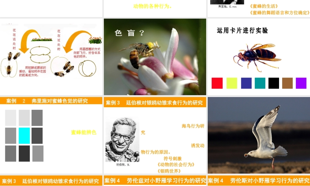 八年级生物上册 16.3《动物行为的研究》课件1 （新版）北师大版-（新版）北师大级上册生物课件