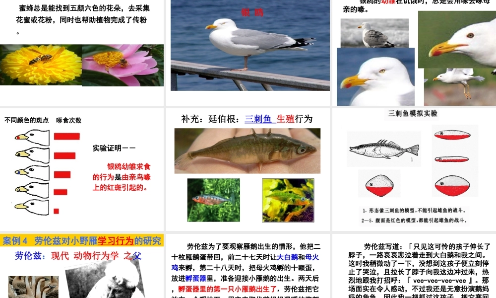 八年级生物上册 16.3《动物行为的研究》课件2 （新版）北师大版-（新版）北师大版初中八年级上册生物课件