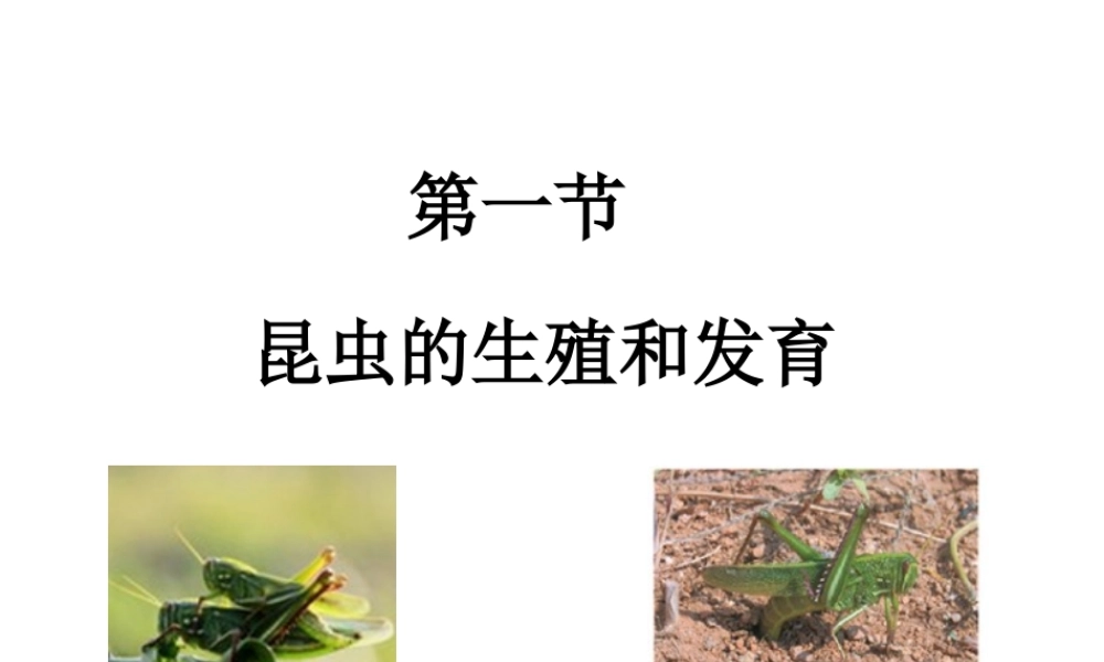 八年级生物上册 2.1 昆虫的生殖和发育课件 （新版）济南版