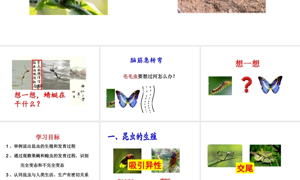 八年级生物上册 2.1 昆虫的生殖和发育课件 （新版）济南版