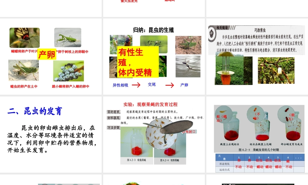 八年级生物上册 2.1 昆虫的生殖和发育课件 （新版）济南版