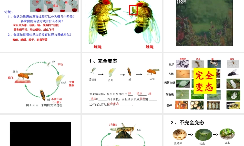 八年级生物上册 2.1 昆虫的生殖和发育课件 （新版）济南版