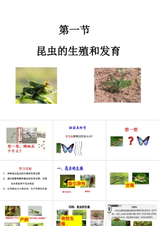 八年级生物上册 2.1 昆虫的生殖和发育课件 （新版）济南版