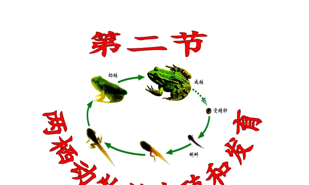 八年级生物上册 2.2 两栖动物的生殖和发育课件 （新版）济南版