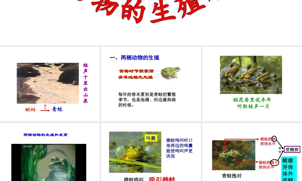 八年级生物上册 2.2 两栖动物的生殖和发育课件 （新版）济南版