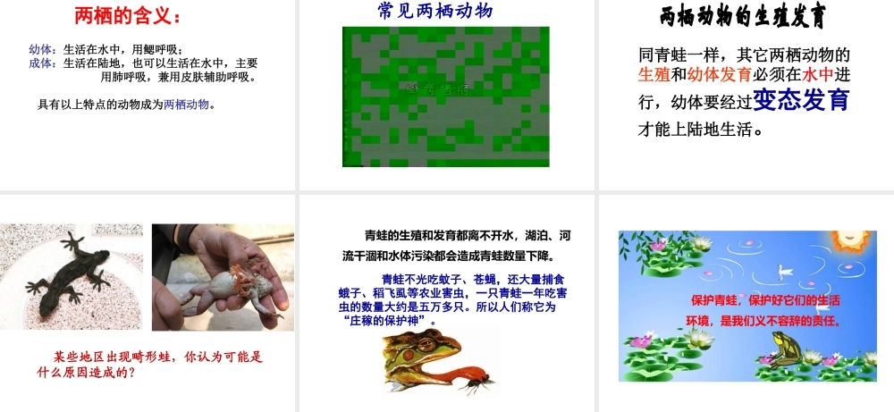 八年级生物上册 2.2 两栖动物的生殖和发育课件 （新版）济南版