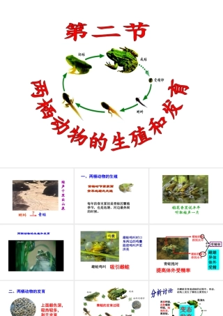 八年级生物上册 2.2 两栖动物的生殖和发育课件 （新版）济南版