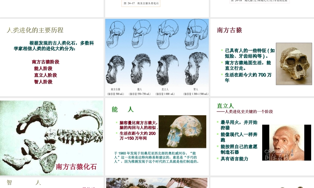 八年级生物上册 16.4 人类的起源和进化课件 （新版）苏教版-（新版）苏教版初中八年级上册生物课件