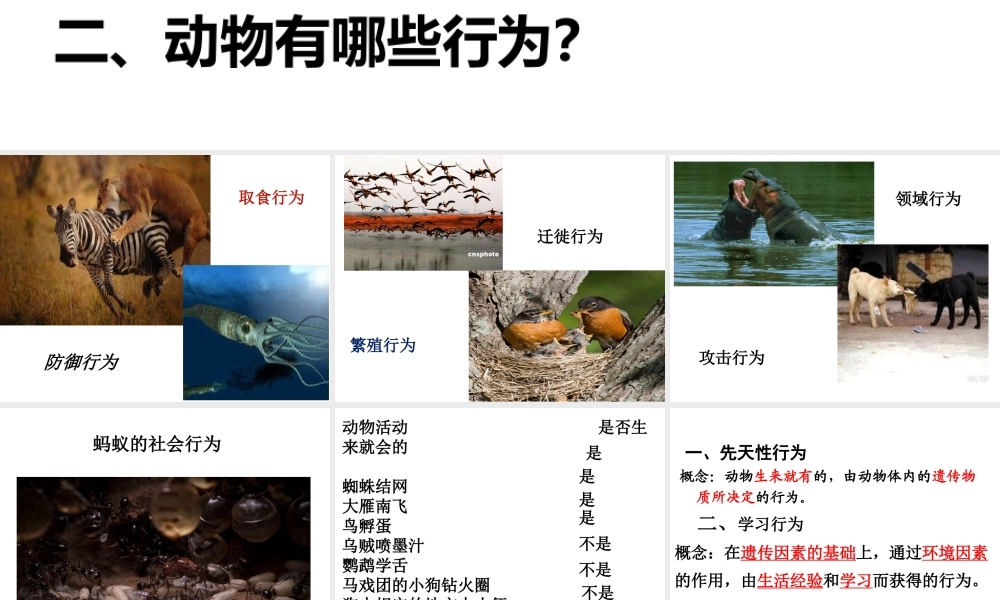 八年级生物上册 2.2 先天性行为和学习行为课件 （新版）新人教版