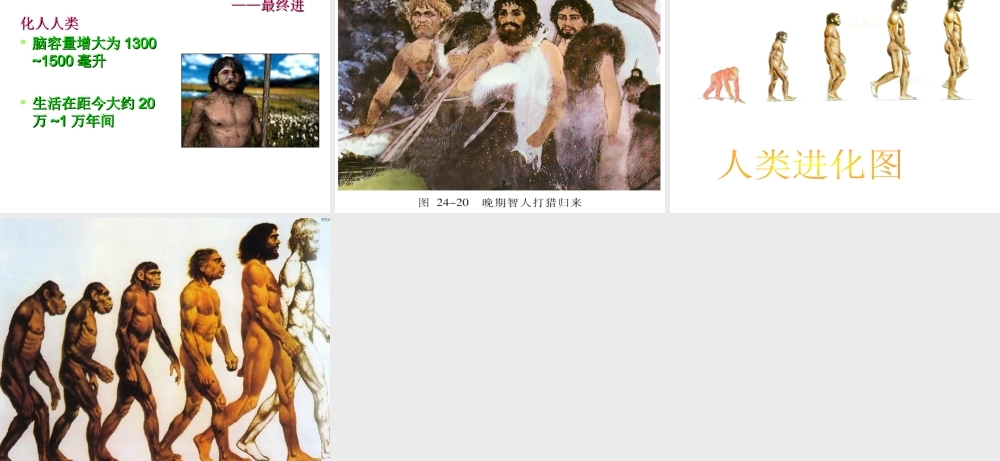 八年级生物上册 16.4 人类的起源和进化课件 （新版）苏教版-（新版）苏教级上册生物课件