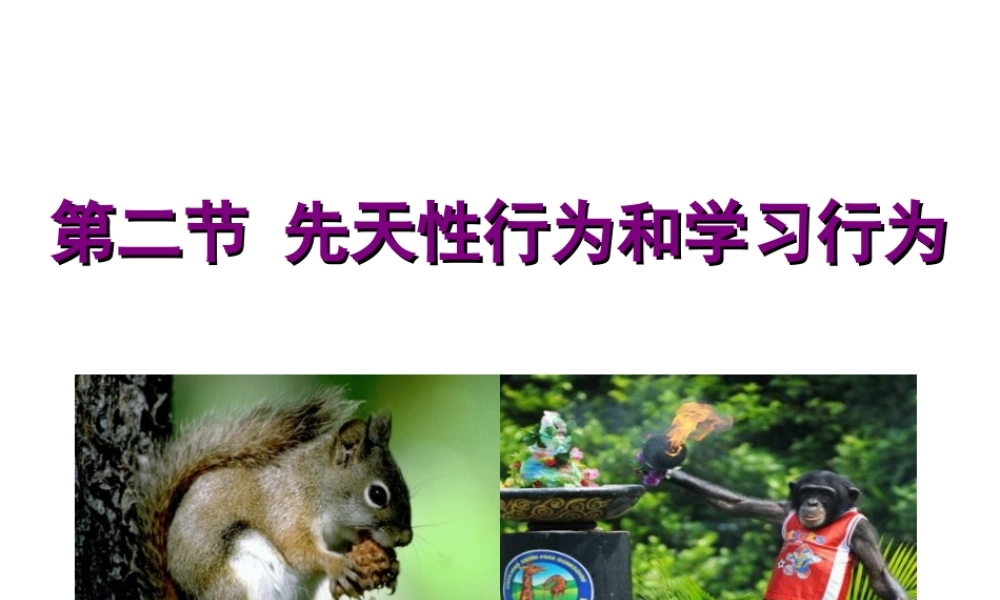 八年级生物上册 2.2 先天性行为和学习行为课件 新人教版