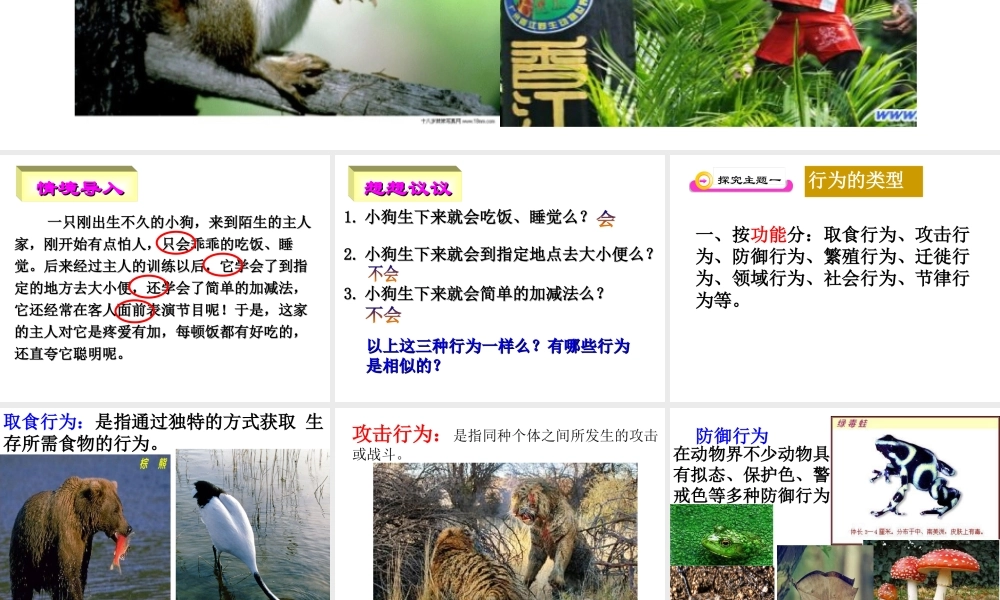 八年级生物上册 2.2 先天性行为和学习行为课件 新人教版