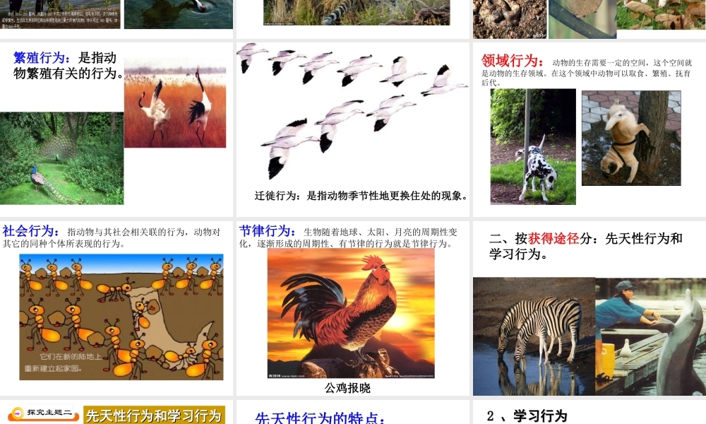 八年级生物上册 2.2 先天性行为和学习行为课件 新人教版