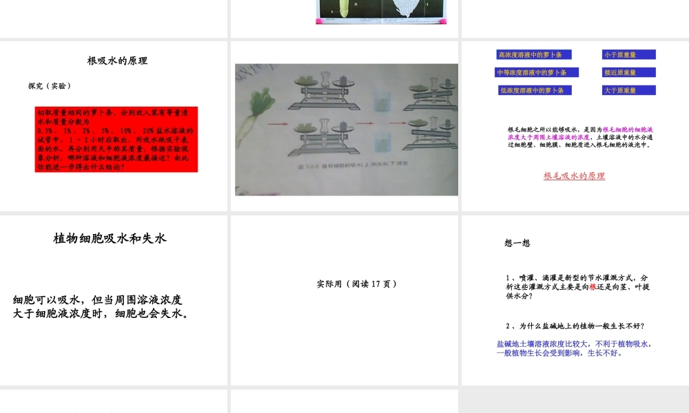 八年级生物上册 2.2《根对水分的吸收》课件 冀教版