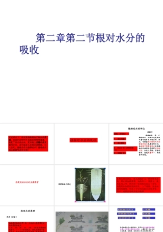 八年级生物上册 2.2《根对水分的吸收》课件 冀教版