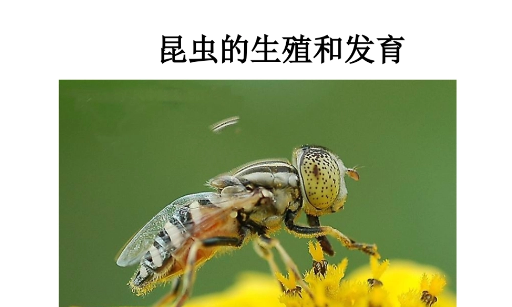 八年级生物《昆虫的生殖和发育》参考课件 人教新课标版