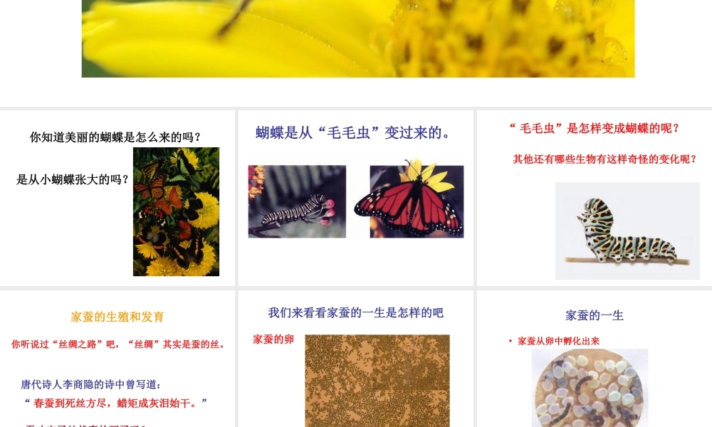 八年级生物《昆虫的生殖和发育》参考课件 人教新课标版