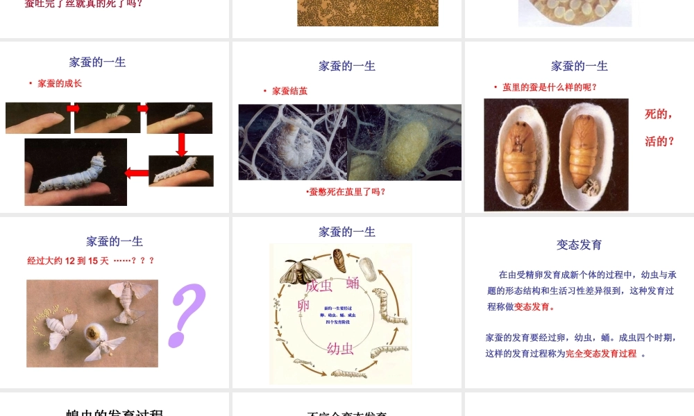 八年级生物《昆虫的生殖和发育》参考课件 人教新课标版